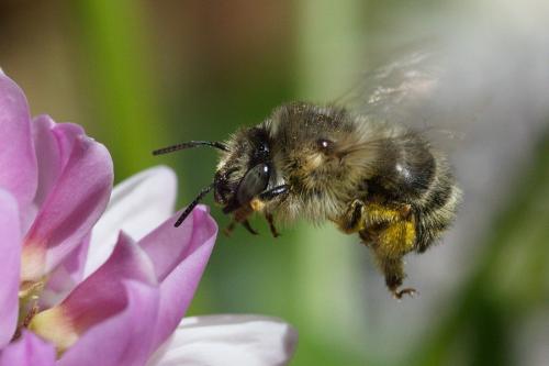 Anthophora quadrimaculata